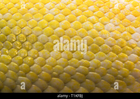 Cute yellow snake skin. Selective focus. Leather texture. Stock Photo