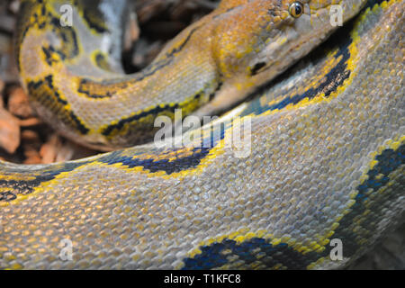 Close up yellow python. Soft selective focus. Boa snake. Stock Photo