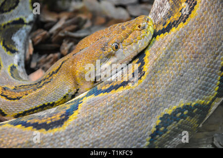 Close up yellow python. Soft selective focus. Boa snake. Stock Photo
