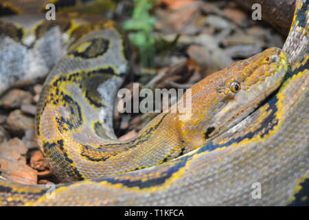 Close up yellow python. Soft selective focus. Boa snake. Stock Photo