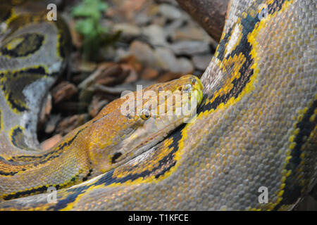 Close up yellow python. Soft selective focus. Boa snake. Stock Photo
