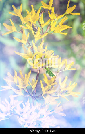 Border forsythia is an ornamental deciduous shrub of garden origin.Forsythia flowers in front of with green grass and blue sky. Golden Bell, Border Fo Stock Photo