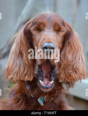 Dog yawning, Red Irish setter with his mouth wide open in a yawn, very tired. Stock Photo