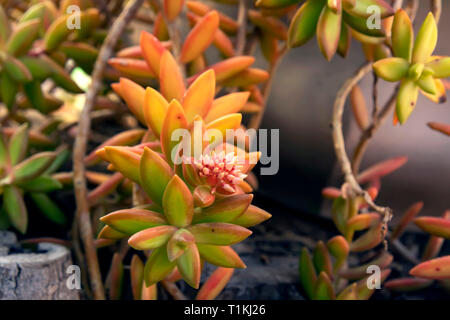 Delicate succulent flowers against the background of tree bark close-up. Stock Photo