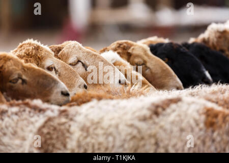 Lambs line up in a row - captured at the Animal Market in Kashgar (Xinjiang Province, China) Stock Photo