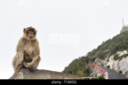 A Barbary macaques monkey in Gibraltar. Stock Photo