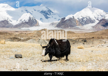 Yak in front of Pamir mountains (near Lake Karakul, Karakorum Highway - Xinjiang Province, China). Stock Photo