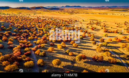 Aerial God's Eye View of Maple Trees in Forested Mountain during Sunset in Autumn in Inner Mongolia, China Stock Photo