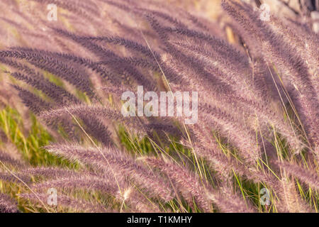 Long grass near the beach. Selective view Stock Photo