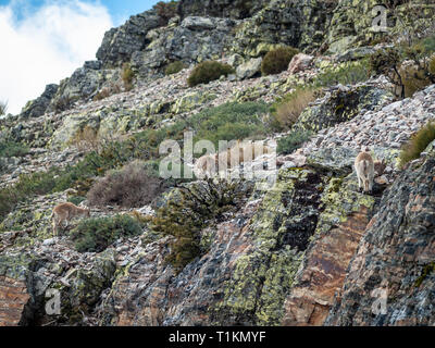 Iberian wild goat (Capra pyrenaica) grazing and climbing in the mountain in Salamanca, Spain Stock Photo