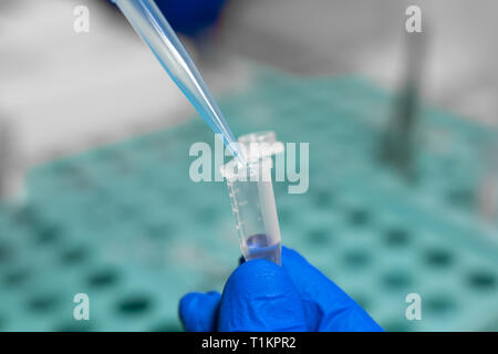 Closeup laboratory assistant analyzing a blood sample using micropipette. Science and medicine concept. Stock Photo