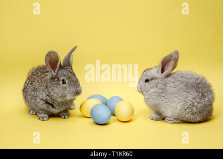 Easter bunny rabbits with painted eggs on yellow background. Easter, animal, spring, celebration and holiday concept. Stock Photo
