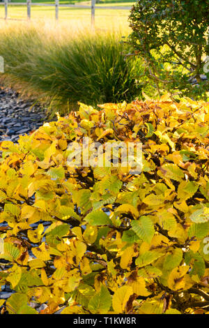 Rich autumn colour in private garden close-up - stylish contemporary border planting (hornbeam & grasses) & slate chips - rural Yorkshire, England, UK Stock Photo