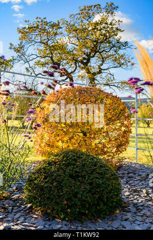 Autumn colour in beautiful private garden - stylish, contemporary design, landscaping, planting & slate chips on border (rural Yorkshire, England, UK) Stock Photo