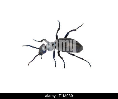 Oil Beetle Black Beetle Creeps Meloe proscarabaeus male M. proscarabaeus on white Stock Photo