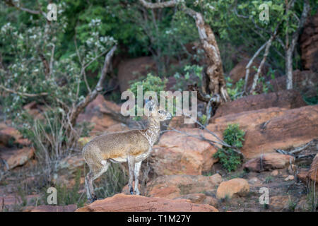 Klipspringer standing on a rock in the Welgevonden game reserve, South Africa. Stock Photo