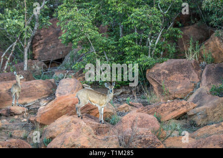 Klipspringer standing on a rock in the Welgevonden game reserve, South Africa. Stock Photo