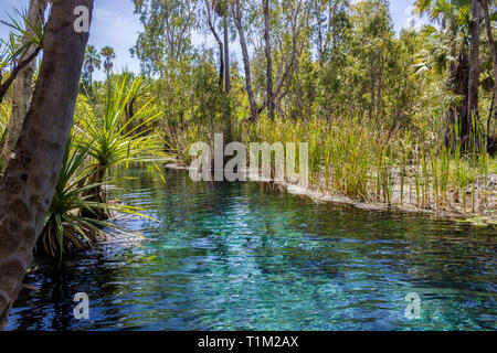 in australia mataranka river the palm and the lake in the nature Stock Photo