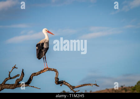White stork standing on a dead branch in the Welgevonden game reserve, South Africa. Stock Photo
