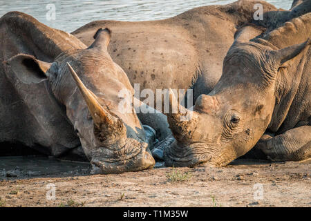 Two White rhinos laying together in the water, South Africa. Stock Photo