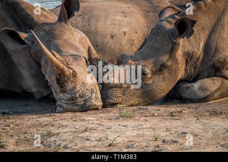 Two White rhinos laying together in the water, South Africa. Stock Photo