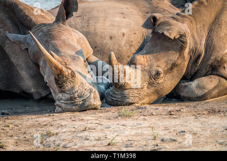 Two White rhinos laying together in the water, South Africa. Stock Photo