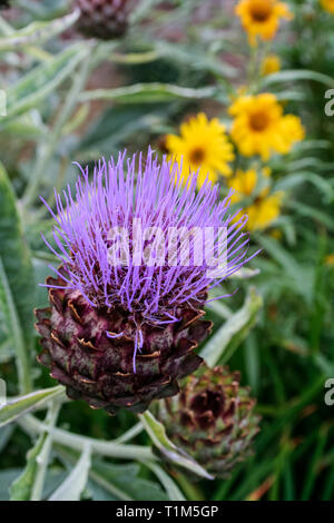 Close-up of the purple flower of a wild artichoke plant, yellow daisies in the background