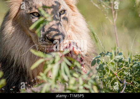 Big male Lion feeding on a Waterbuck kill in the Welgevonden game reserve, South Africa. Stock Photo