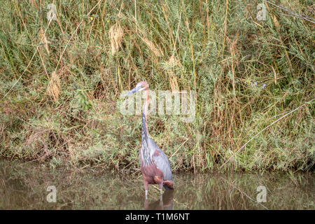 Goliath heron standing in the water in the Kruger National Park, South Africa. Stock Photo