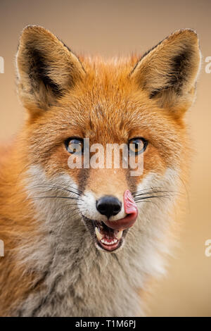 Close-up of head of a red fox, vulpes vulpes, looking straight to the camera licking lips. Detail of predator staring forward looking for a prey. Wild