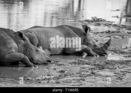 White rhinos laying by the water in black and white, South Africa. Stock Photo