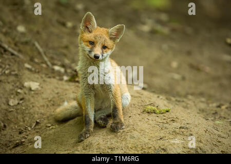 Red fox, vulpes vulpes, cub in the forest near the burrow. Cute wild predator. Stock Photo