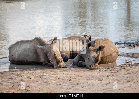 Group of White rhinos laying in the water, South Africa. Stock Photo