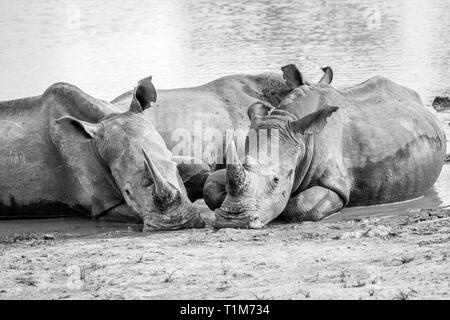 Group of White rhinos laying in black and white in the water, South Africa. Stock Photo