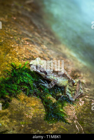 Common Frog Rana temporaria in Majella National Park Stock Photo