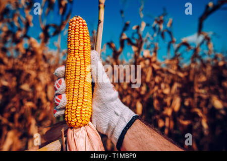 Hand picking corn cobs in field. Farmer harvesting ripe maize crops by hands. Stock Photo