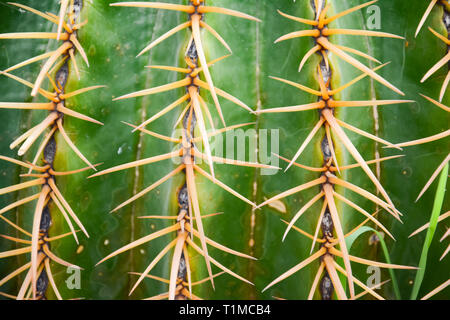 Thorn of Golden barrel cactus or Echinocactus grusonii Hildm, this is the desert tree which were many thorns , its body look like the green ball Stock Photo