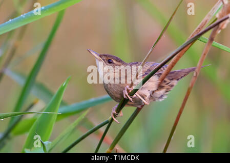 Adult male Common grasshopper warbler posing in grass Stock Photo