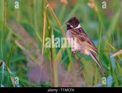 Adult Male Common reed bunting posing in grass Stock Photo