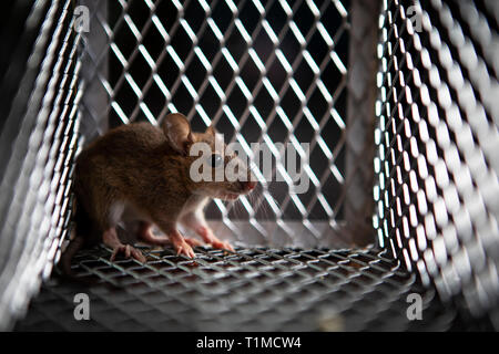 one rat eating something in metal trap Stock Photo