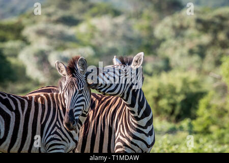 Two Zebras bonding in the Welgevonden game reserve, South Africa. Stock Photo