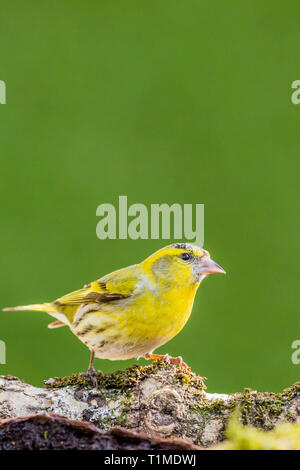 Male siskin in mid Wales in early spring Stock Photo