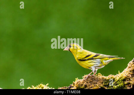 Male siskin in mid Wales in early spring Stock Photo