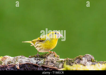 Male siskin in mid Wales in early spring Stock Photo