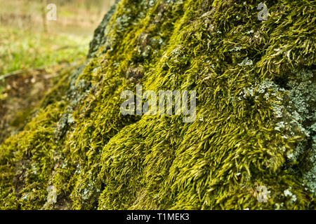 close up of moss on the roots of a tree Stock Photo