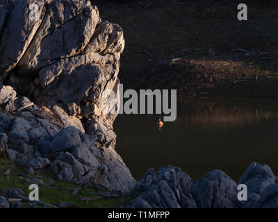 Flotation Device Parrot Bird on Flotation Device, Oroville Lake Stock Photo - Alamy