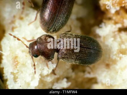 Biscuit, drugstore or bread beetle (Stegobium paniceum) adult stored product pest on grain debris Stock Photo