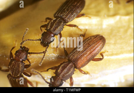 Sawtoothed grain beetles (Oryzaephilus surinamensis) stored product pests on cereal grain in store Stock Photo
