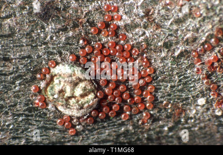Fruit tree red spider mite (Panonychus ulmi) pest eggs overwintering on apple wood Stock Photo