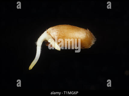 Germinating wheat seed with root (radicle), coleorhiza, and root hairs and coleoptile just emerging Stock Photo
